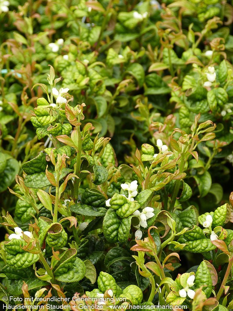 Achsenblütige Traubenheide 'Curly Red' (Leucothoe axillaris)