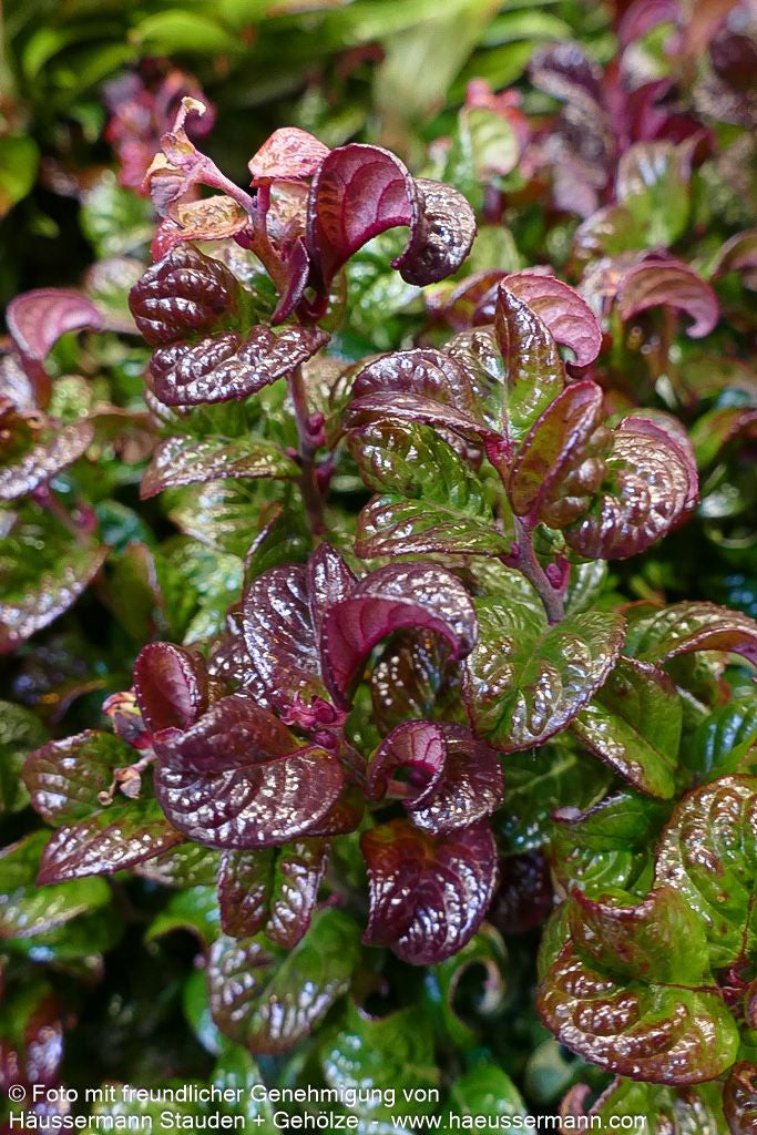 Achsenblütige Traubenheide 'Curly Red' (Leucothoe axillaris)