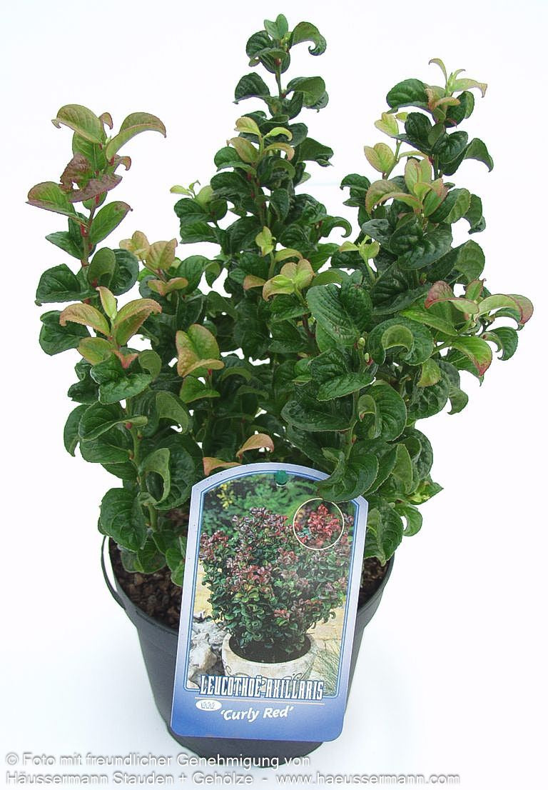 Achsenblütige Traubenheide 'Curly Red' (Leucothoe axillaris)