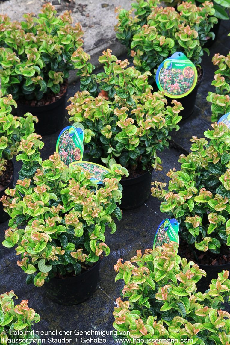 Achsenblütige Traubenheide 'Curly Red' (Leucothoe axillaris)