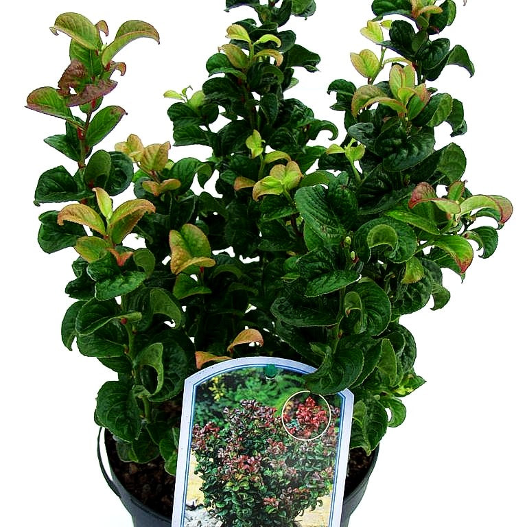 Achsenblütige Traubenheide 'Curly Red' (Leucothoe axillaris)
