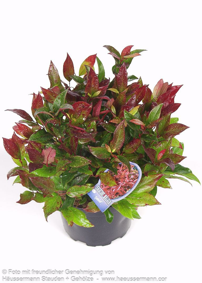 Achsenblütige Traubenheide 'Scarletta' ( 'Zeblid' (Leucothoe axillaris  ))