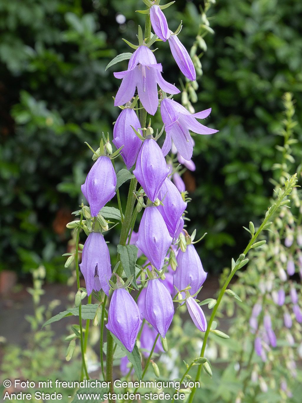 Acker-Glockenblume (Campanula rapunculoides)
