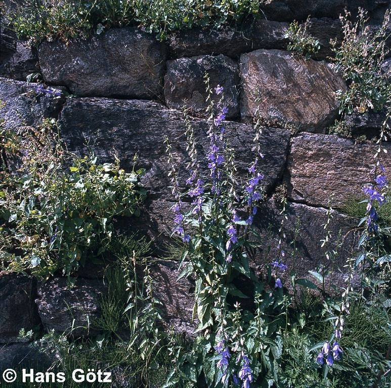 Acker-Glockenblume (Campanula rapunculoides)