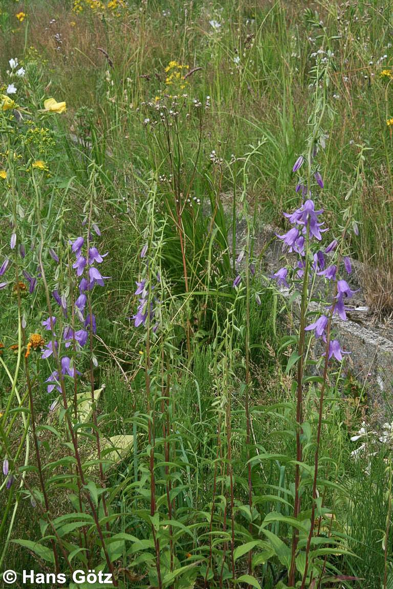Acker-Glockenblume (Campanula rapunculoides)