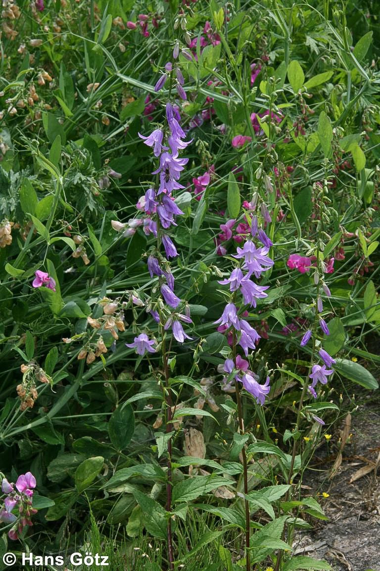 Acker-Glockenblume (Campanula rapunculoides)