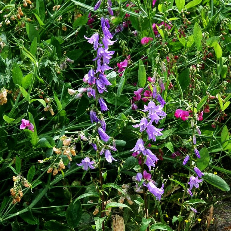 Acker-Glockenblume (Campanula rapunculoides)