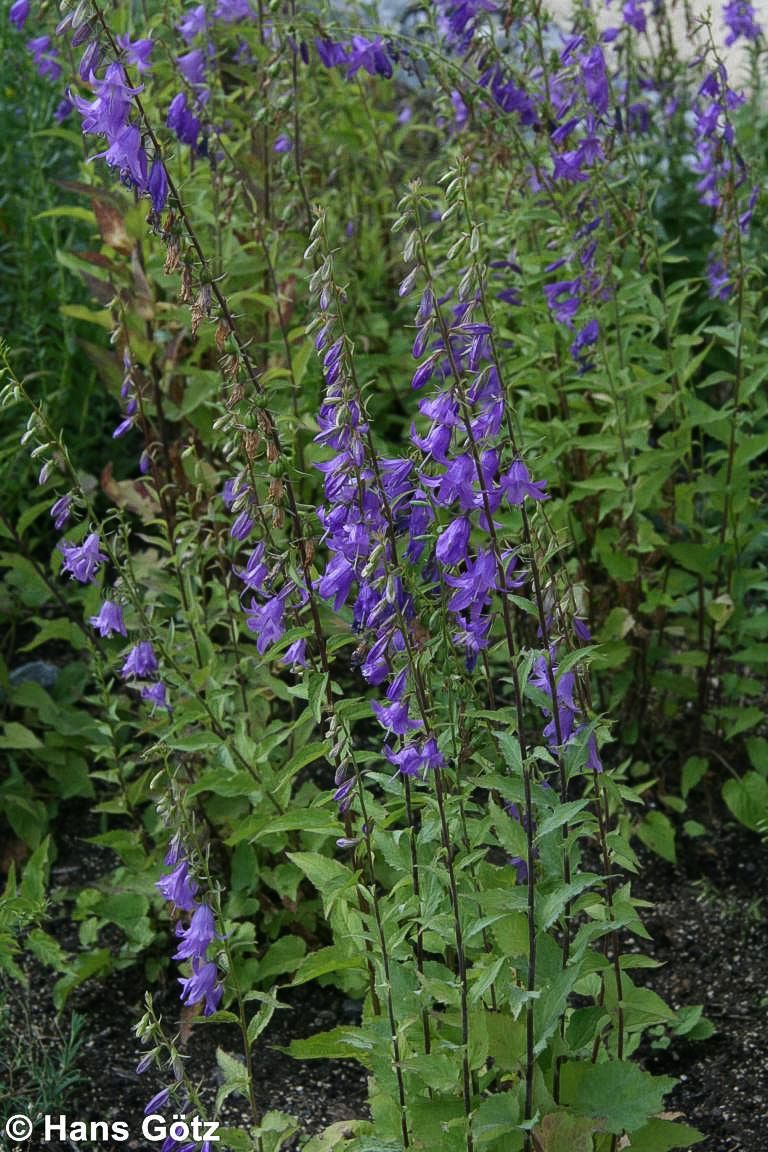Acker-Glockenblume (Campanula rapunculoides)