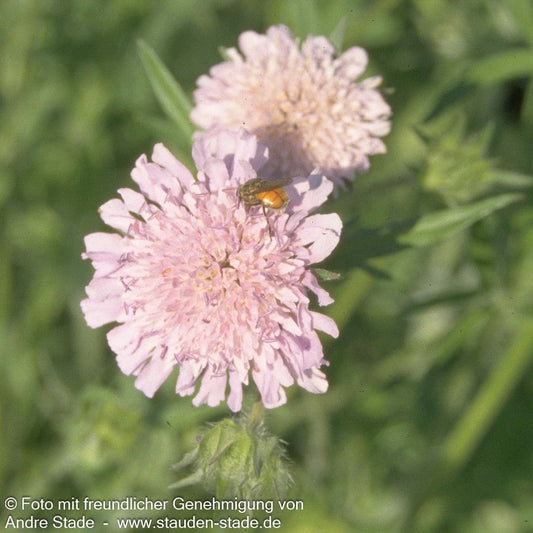 Acker-Witwenblume (Knautia arvensis)