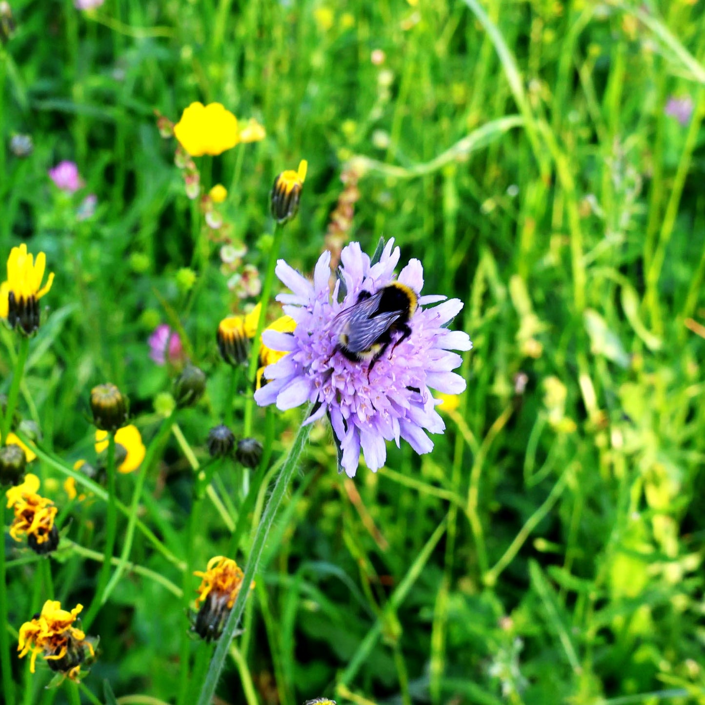 Acker-Witwenblume (Knautia arvensis)