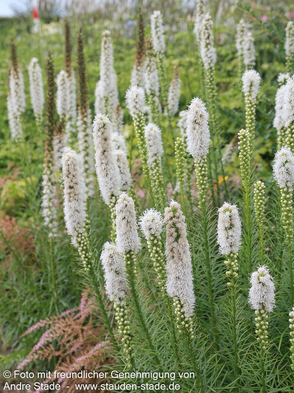 Ährige Prachtscharte 'Floristan Weiß' (Liatris spicata)
