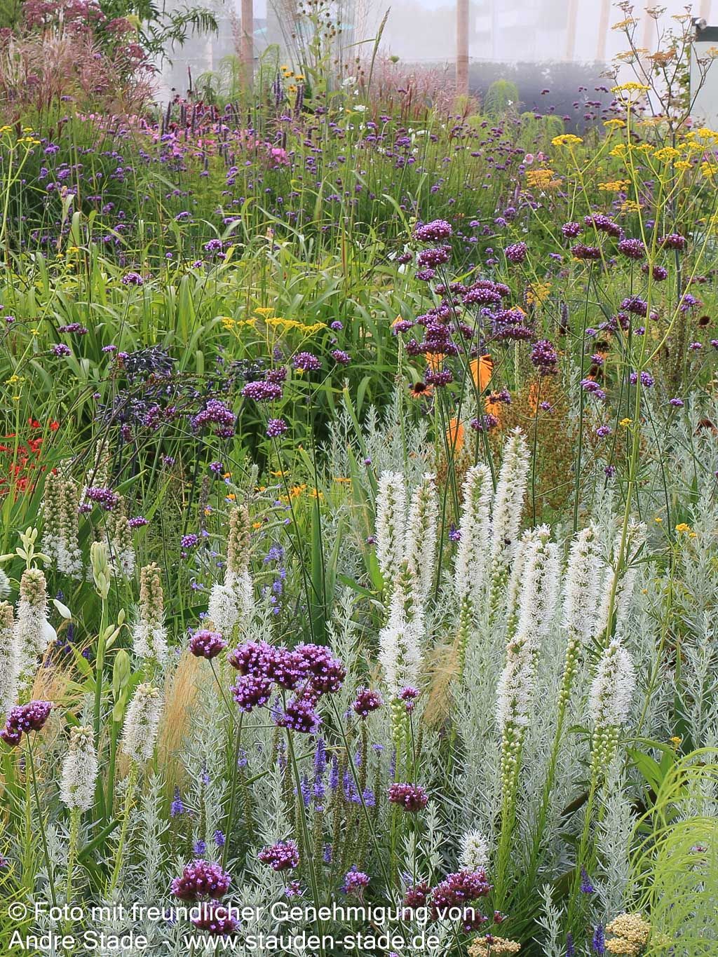 Ährige Prachtscharte 'Floristan Weiß' (Liatris spicata)