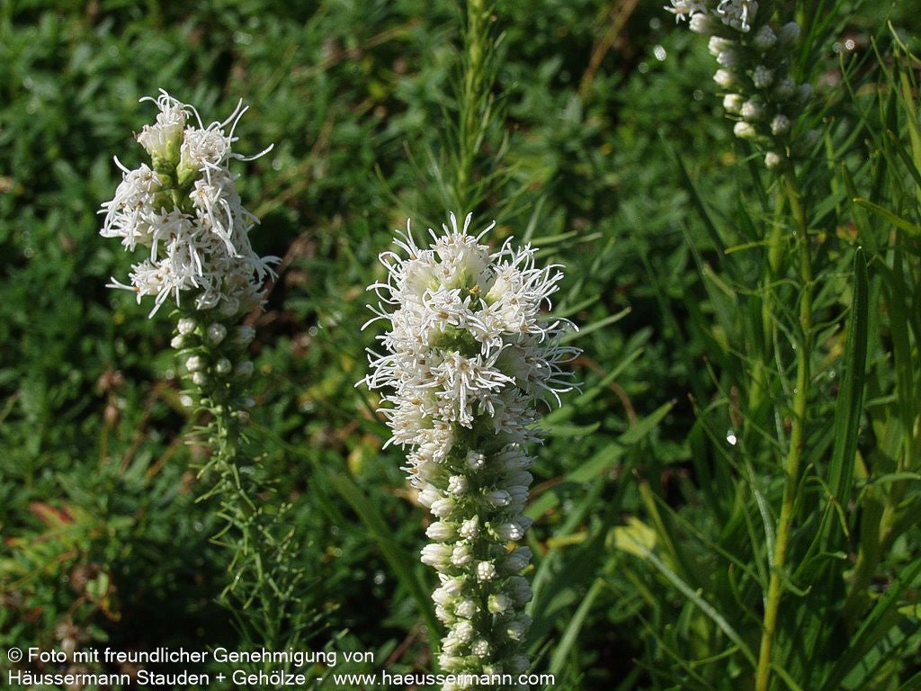 Ährige Prachtscharte 'Floristan Weiß' (Liatris spicata)