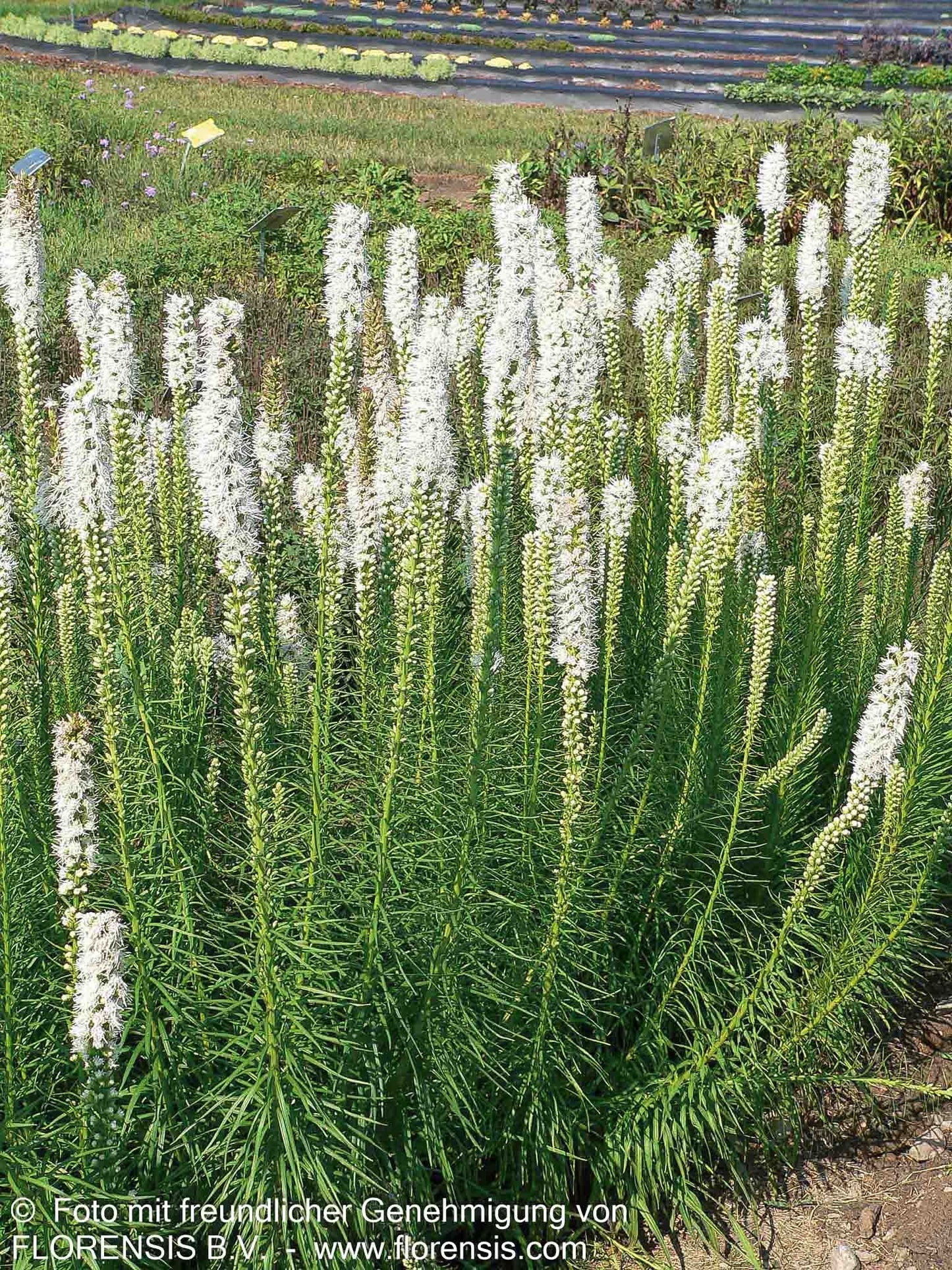 Ährige Prachtscharte 'Floristan Weiß' (Liatris spicata)