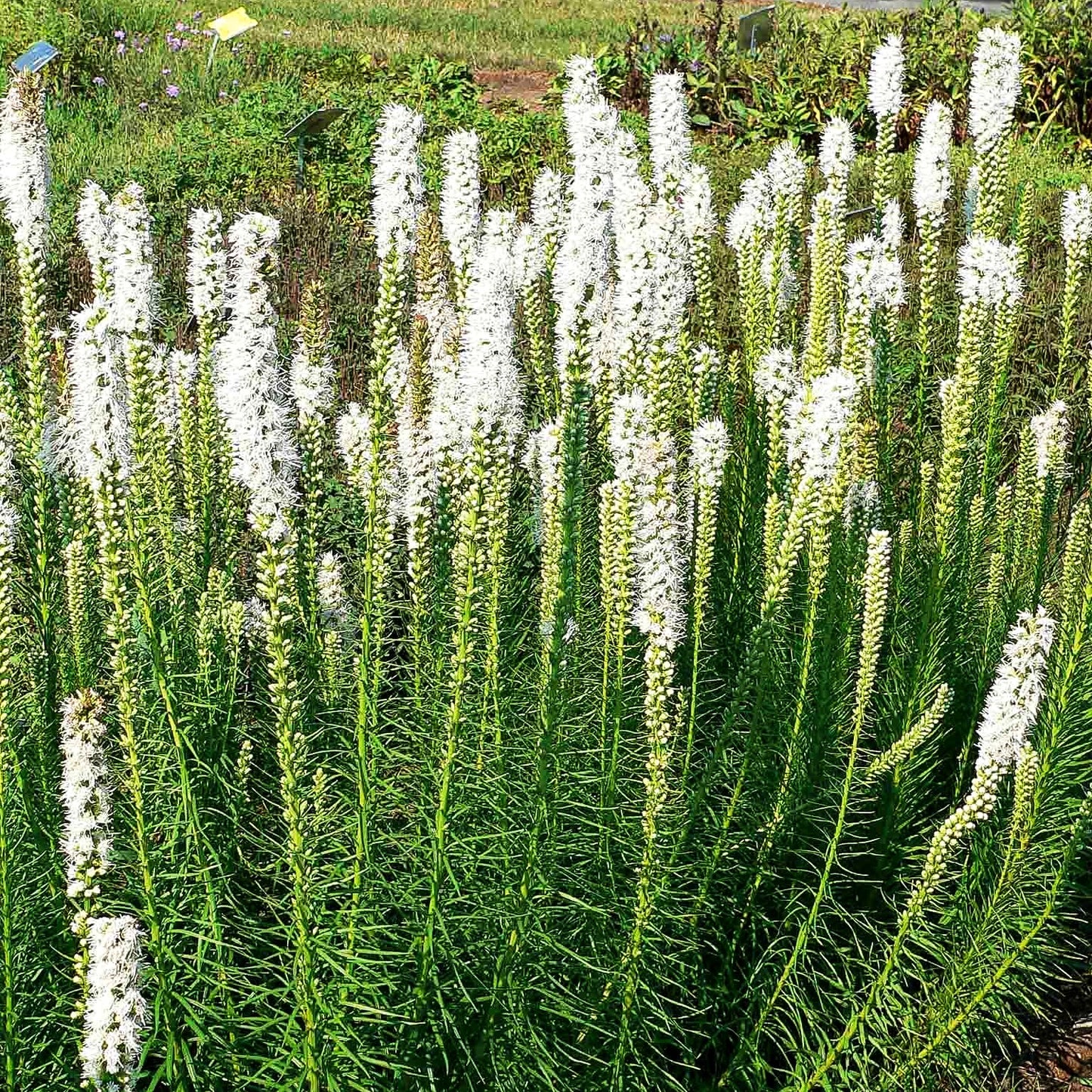 Ährige Prachtscharte 'Floristan Weiß' (Liatris spicata)