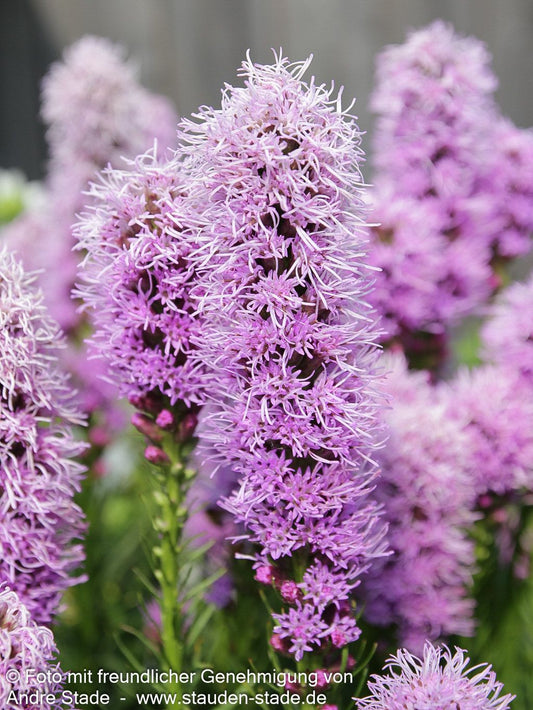 Ährige Prachtscharte 'Kobold' (Liatris spicata)