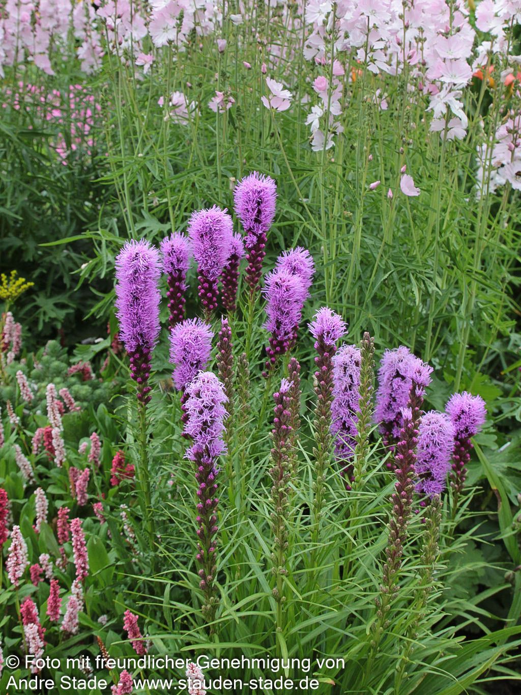 Ährige Prachtscharte 'Kobold' (Liatris spicata)