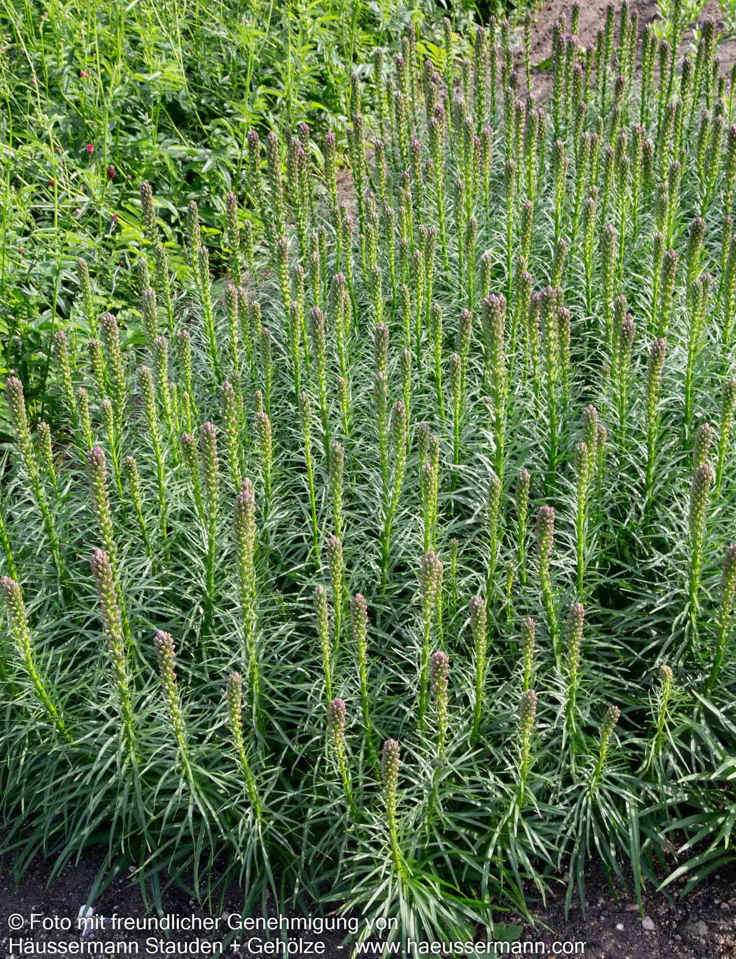 Ährige Prachtscharte 'Kobold' (Liatris spicata)