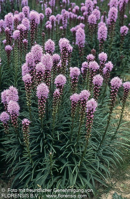 Ährige Prachtscharte 'Kobold' (Liatris spicata)