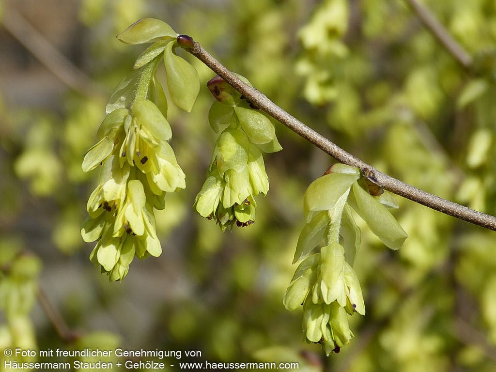 Ährige Scheinhasel (Corylopsis spicata)