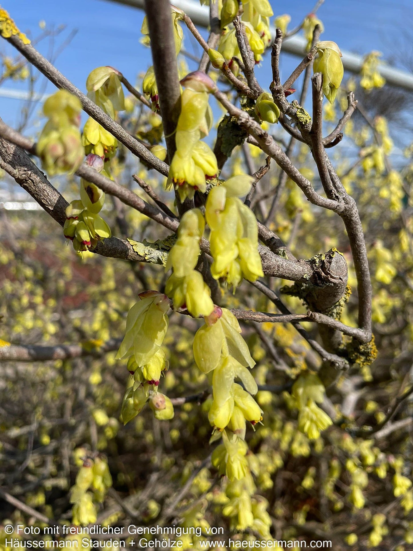 Ährige Scheinhasel (Corylopsis spicata)