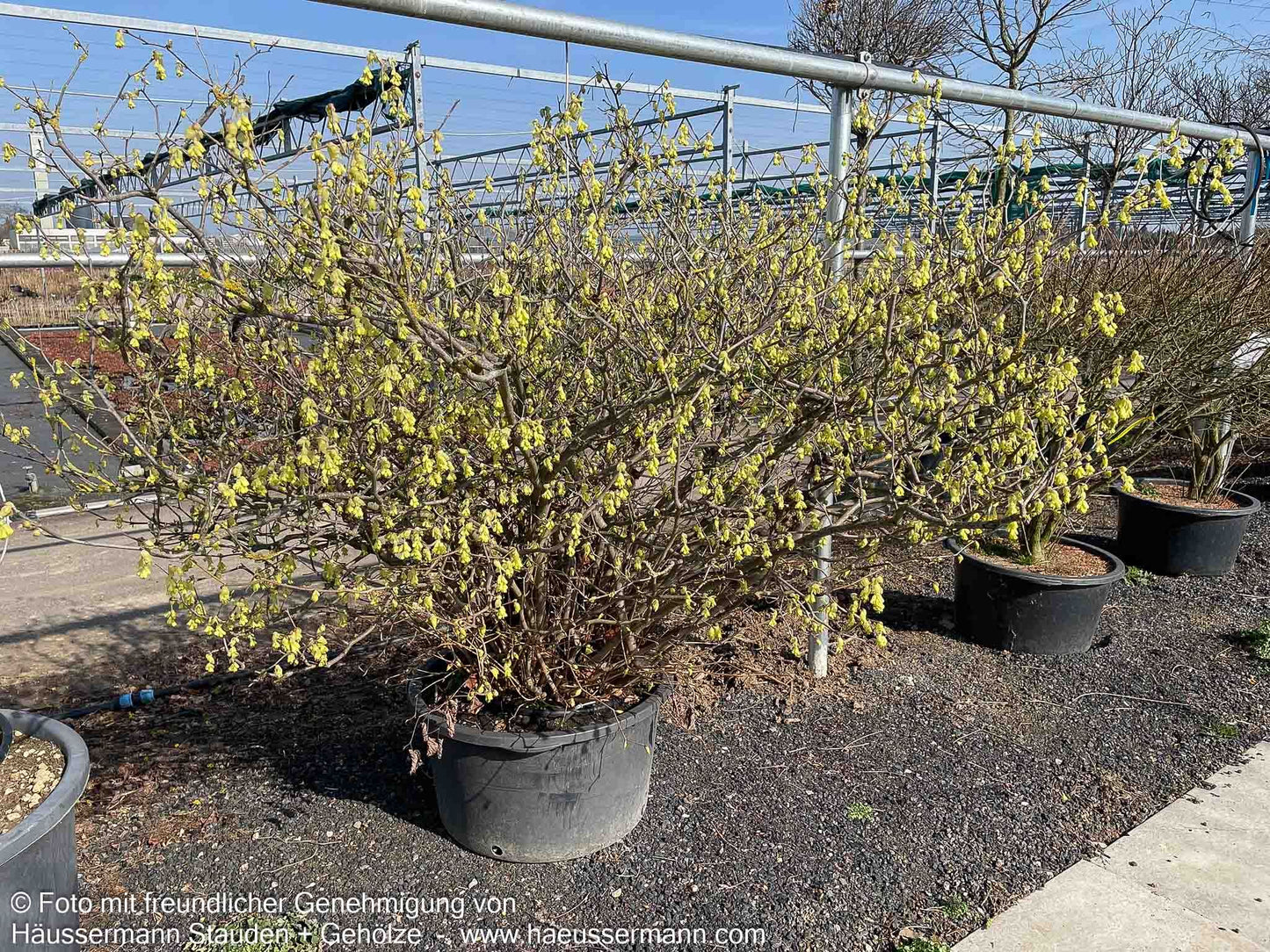 Ährige Scheinhasel (Corylopsis spicata)
