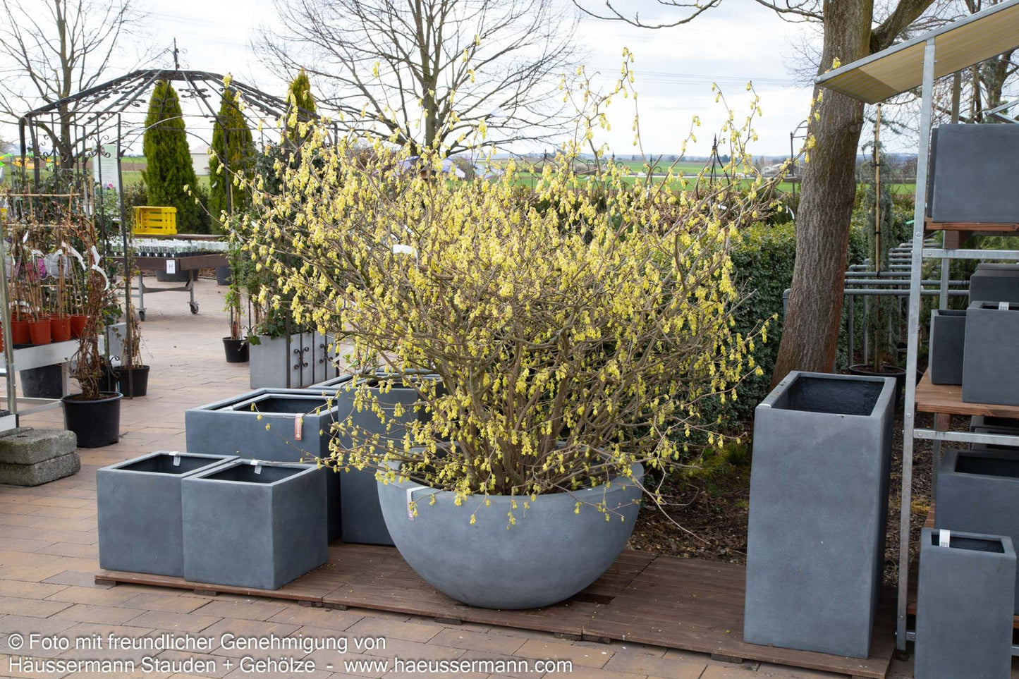 Ährige Scheinhasel (Corylopsis spicata)