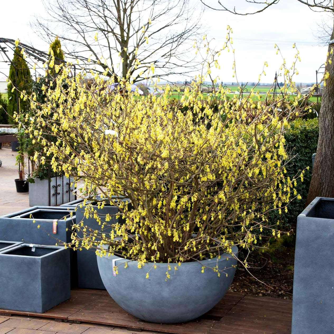 Ährige Scheinhasel (Corylopsis spicata)