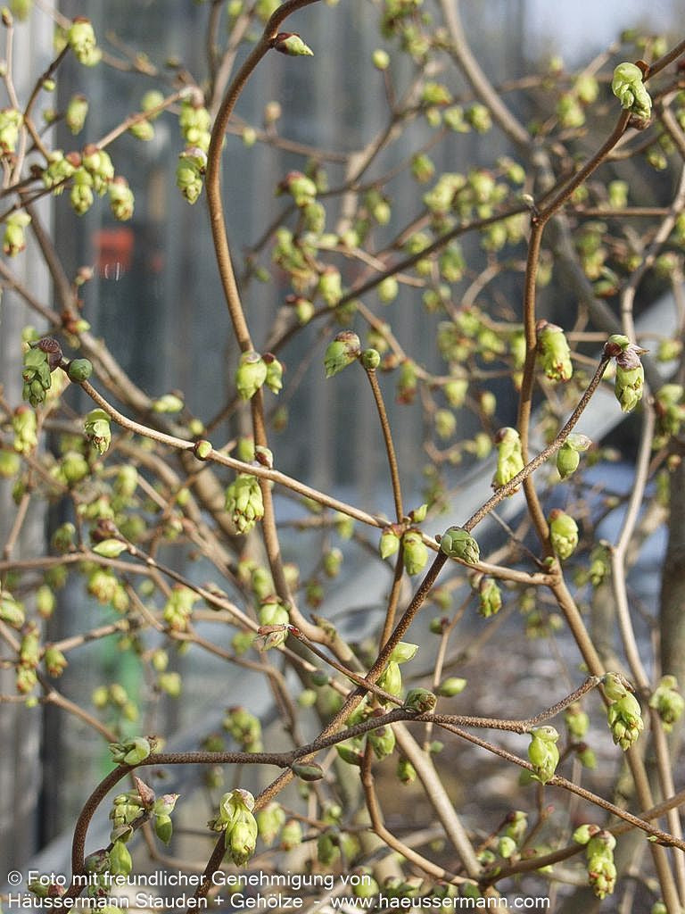 Ährige Scheinhasel (Corylopsis spicata)
