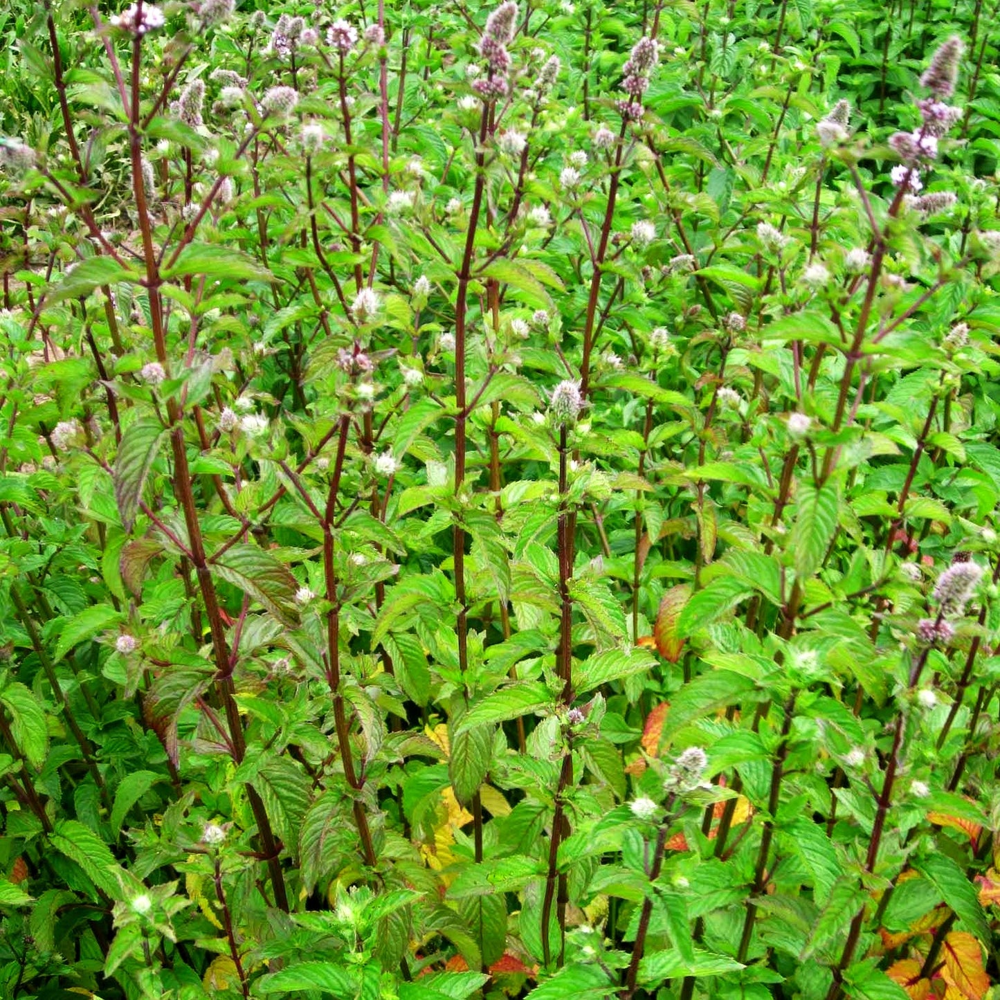 After-Eight-Minze 'After Eight' (Mentha x piperita)