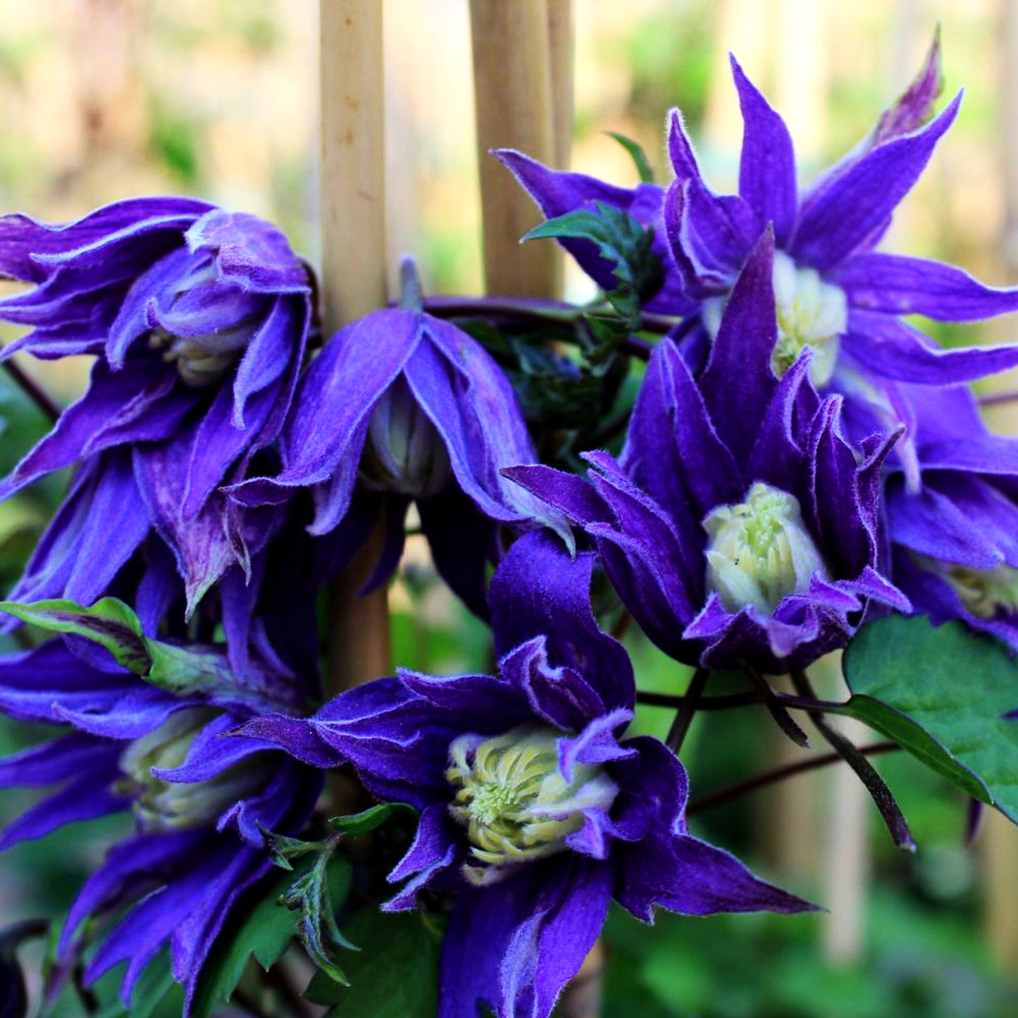 Akelei-Waldrebe 'Georg' (Clematis macropetala)
