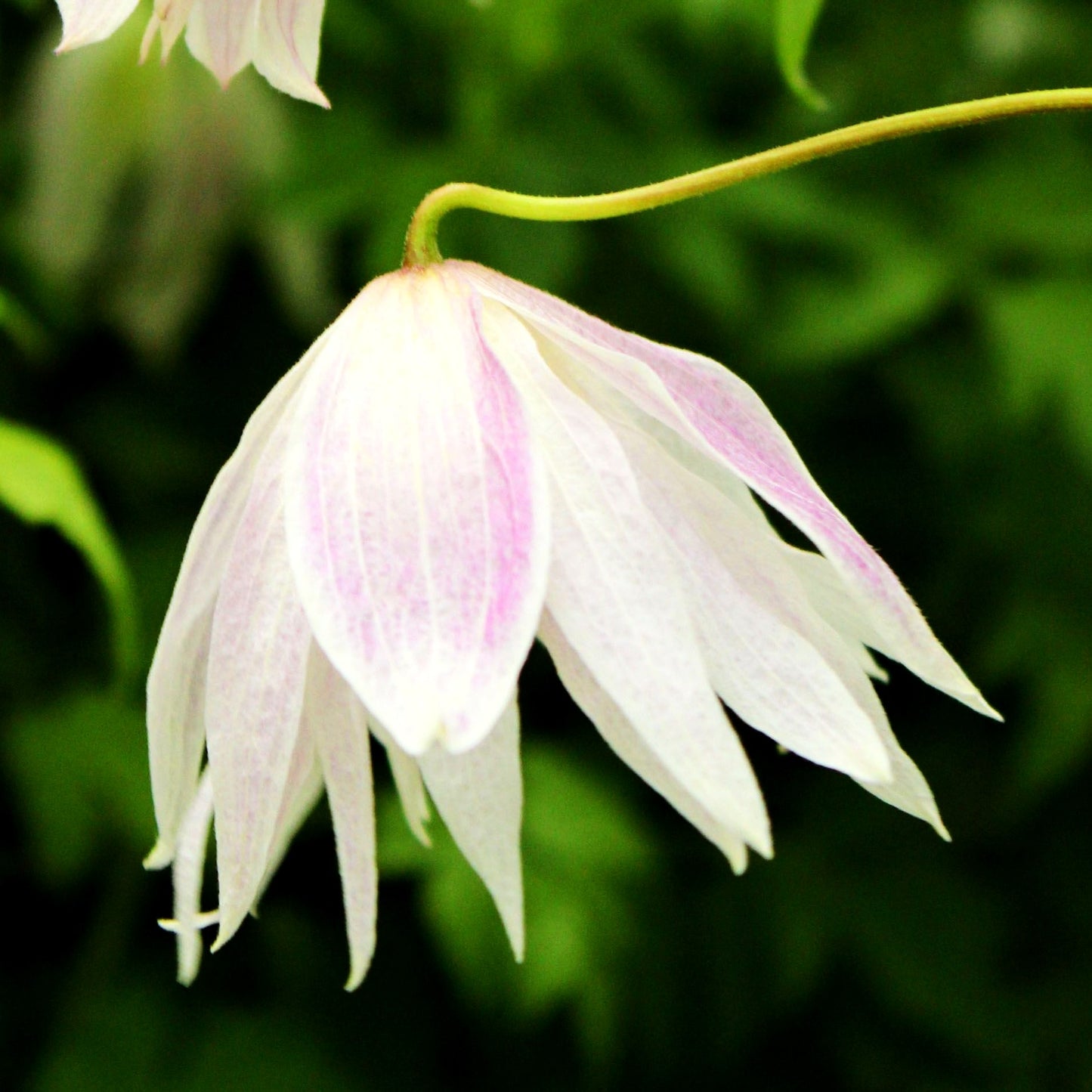 Akelei-Waldrebe 'Rosy O'Grady' (Clematis macropetala)
