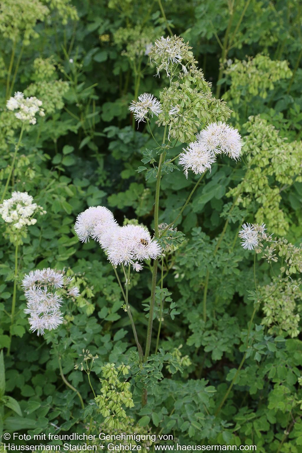 Akeleiblättrige Wiesenraute (Thalictrum aquilegifolium f.album)