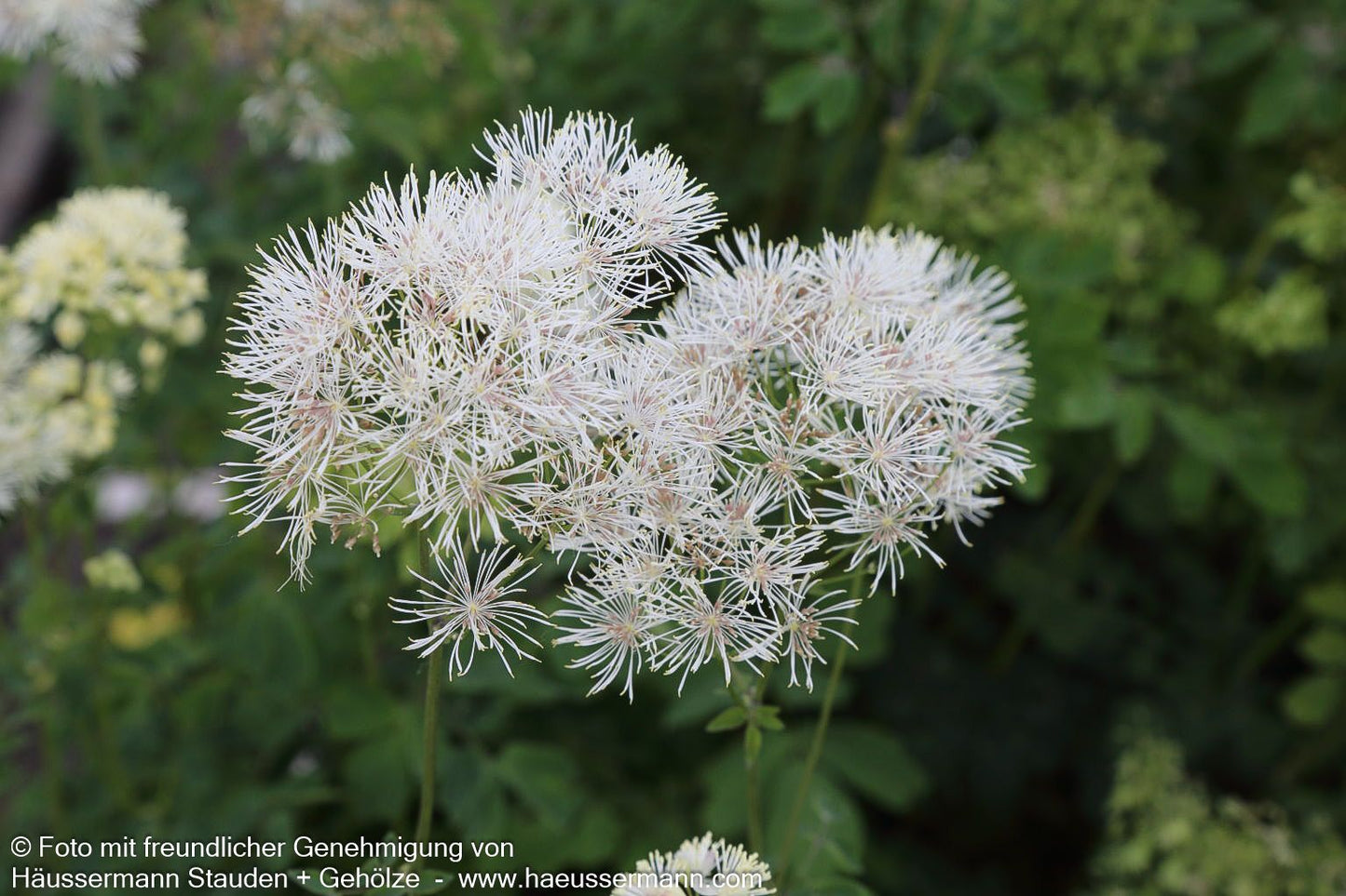 Akeleiblättrige Wiesenraute (Thalictrum aquilegifolium f.album)