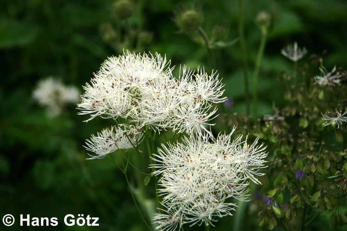 Akeleiblättrige Wiesenraute (Thalictrum aquilegifolium f.album)