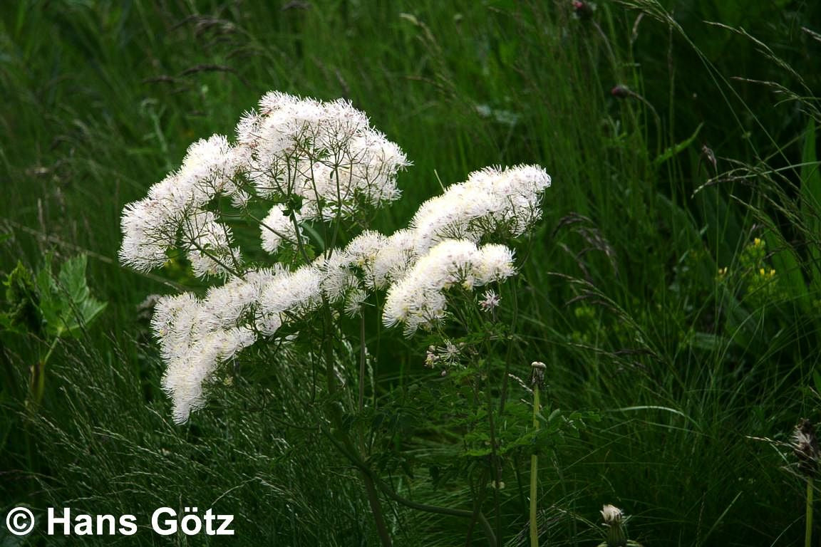 Akeleiblättrige Wiesenraute (Thalictrum aquilegifolium f.album)