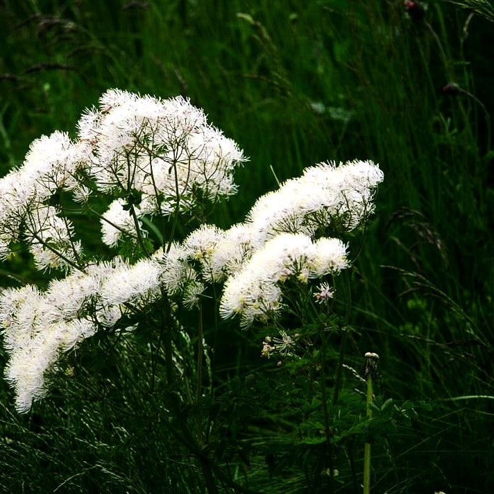 Akeleiblättrige Wiesenraute (Thalictrum aquilegifolium f.album)