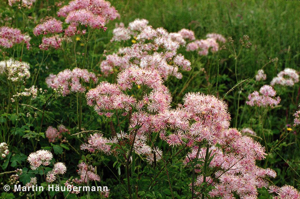 Akeleiblättrige Wiesenraute (Thalictrum aquilegifolium)