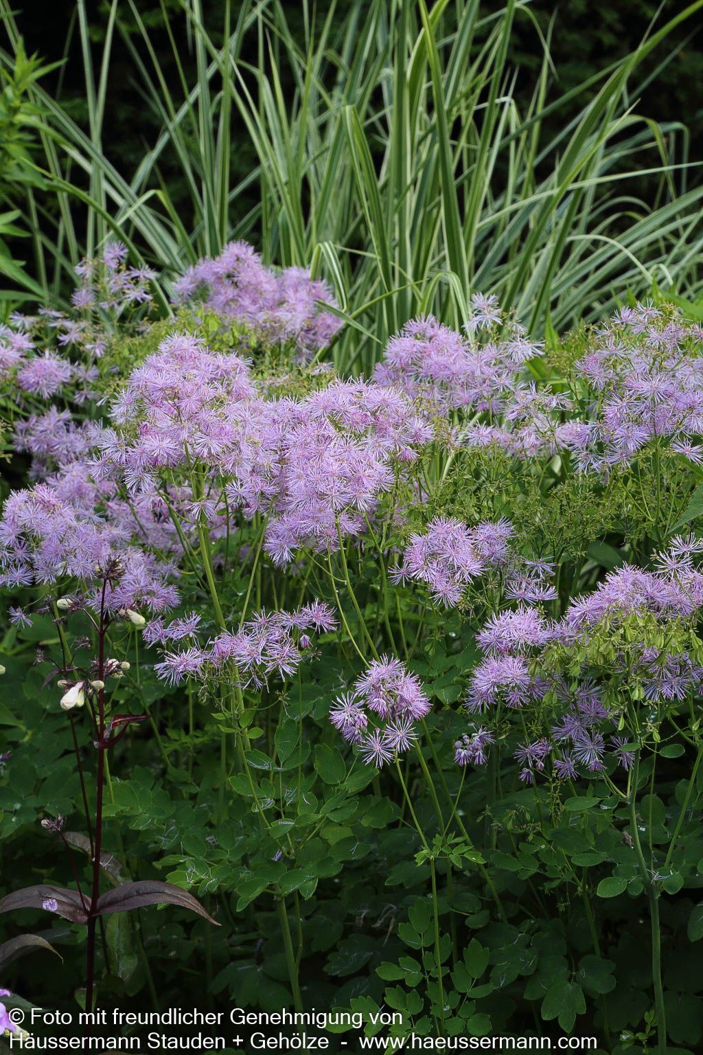 Akeleiblättrige Wiesenraute (Thalictrum aquilegifolium)