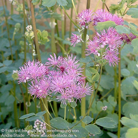 Akeleiblättrige Wiesenraute 'Thundercloud' (Thalictrum aquilegifolium)