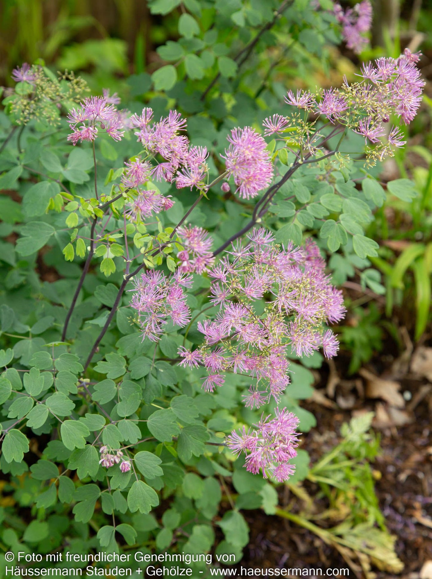 Akeleiblättrige Wiesenraute 'Thundercloud' (Thalictrum aquilegifolium)