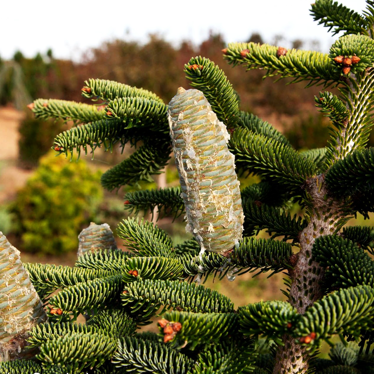 Algier-Tanne (Abies numidica)