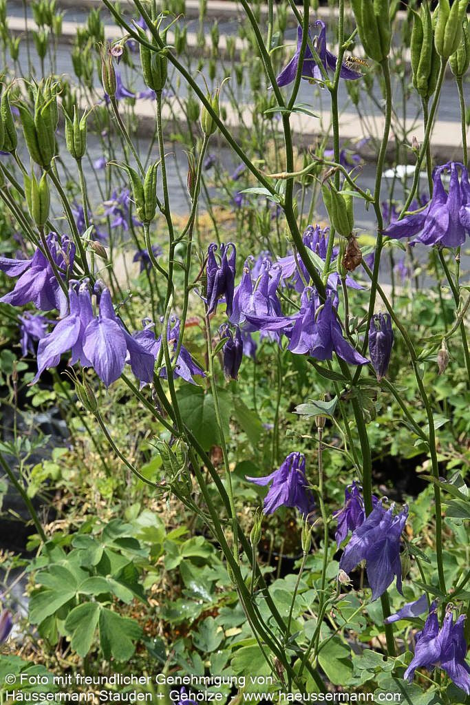 Alpen-Akelei (Aquilegia alpina)
