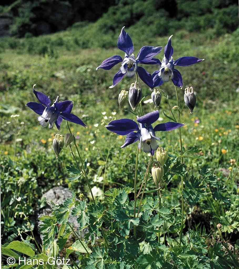 Alpen-Akelei (Aquilegia alpina)