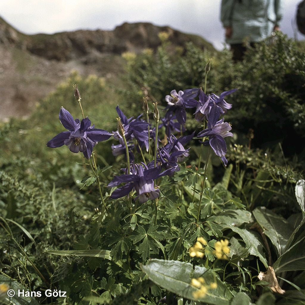 Alpen-Akelei (Aquilegia alpina)