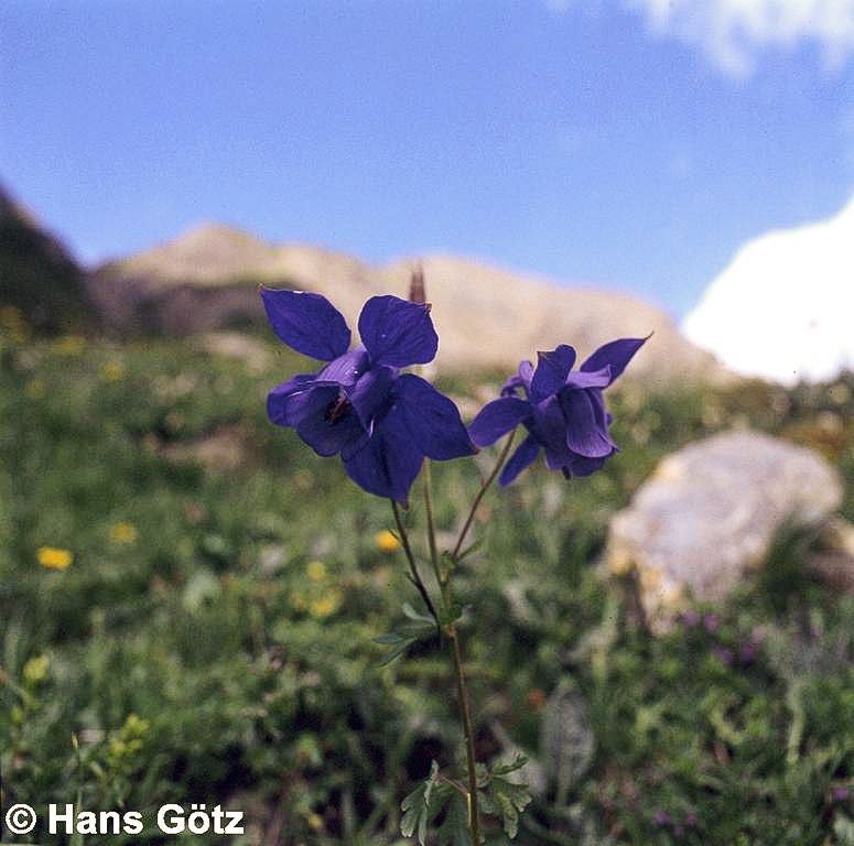 Alpen-Akelei (Aquilegia alpina)