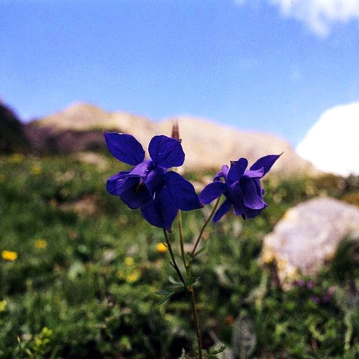 Alpen-Akelei (Aquilegia alpina)