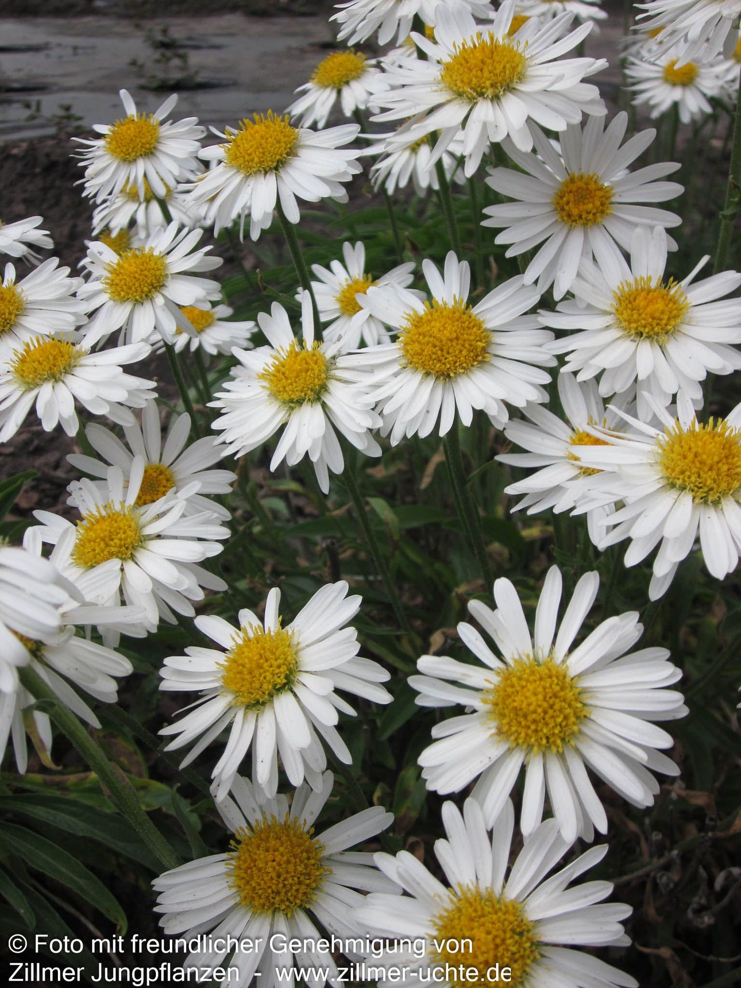 Alpen-Aster 'Albus' (Aster alpinus)