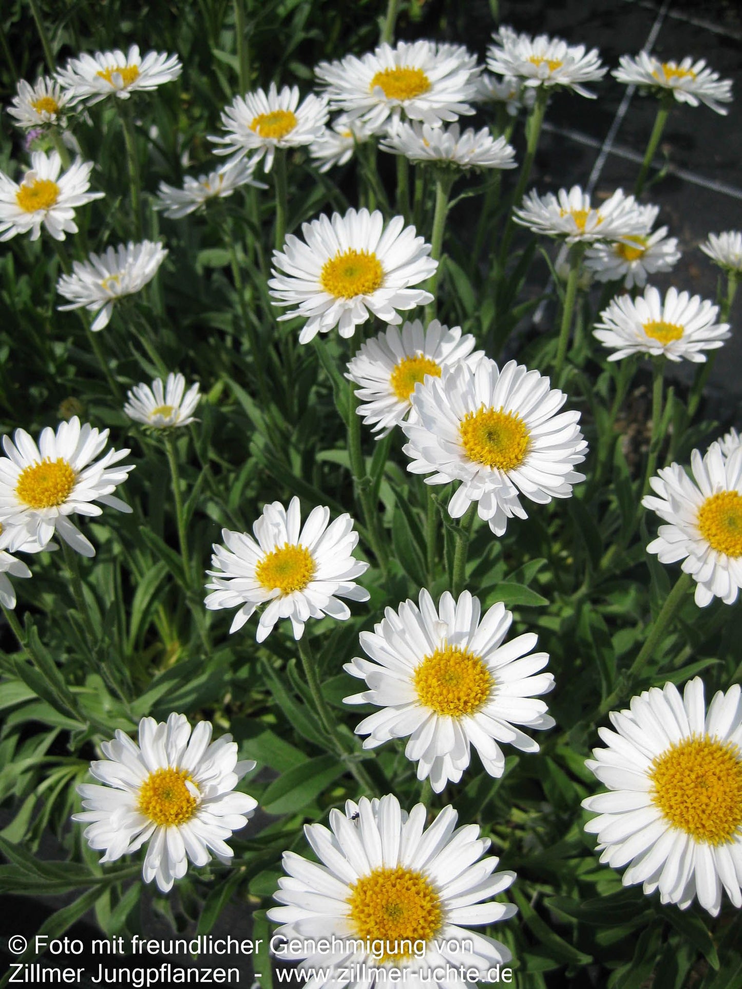 Alpen-Aster 'Albus' (Aster alpinus)