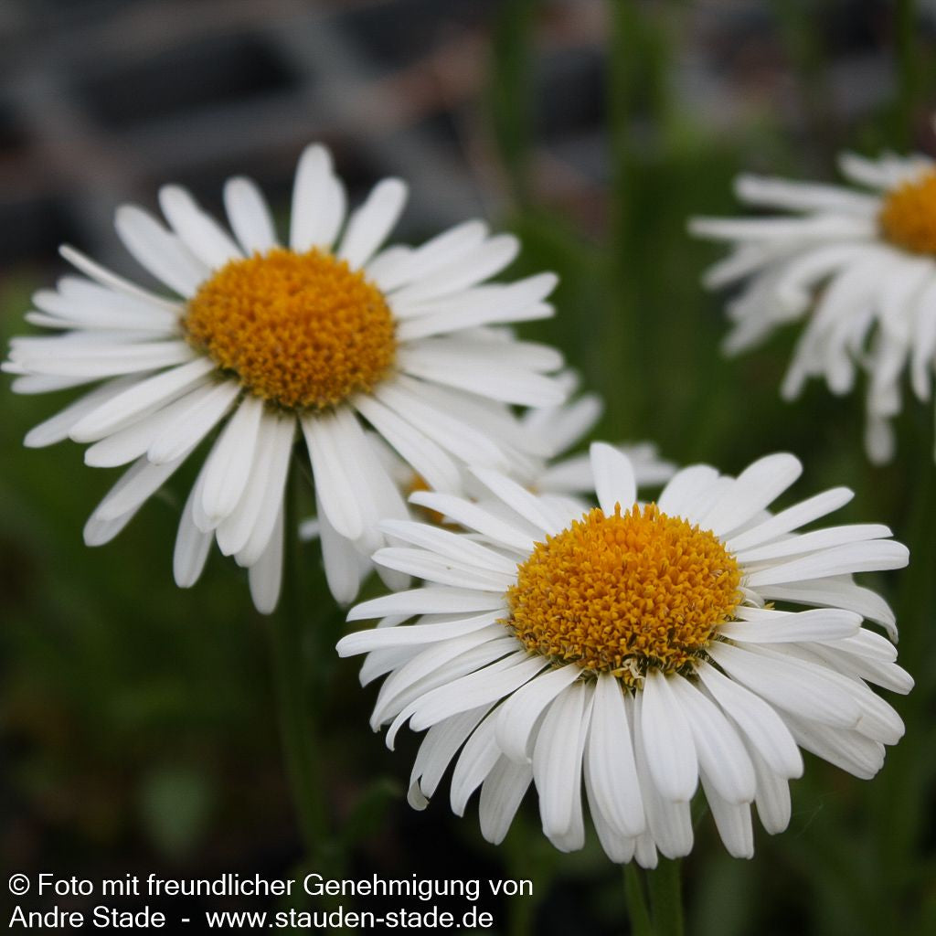 Alpen-Aster 'Albus' (Aster alpinus)
